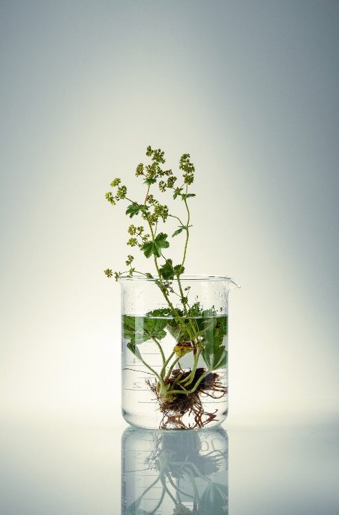 Les Laboratoires Phytodia – branding – identité visuelle – Les Créatonautes